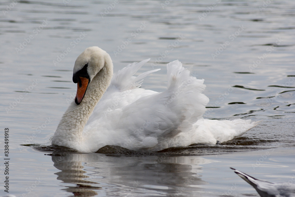 Fototapeta premium swan on the lake