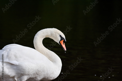 Fototapeta Naklejka Na Ścianę i Meble -  swan on the water