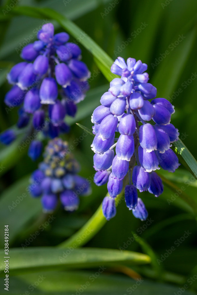 Grape Hyacinth caught in a shaft of light, portrait view Grape Hyacinth caught in a shaft of light, portrait view