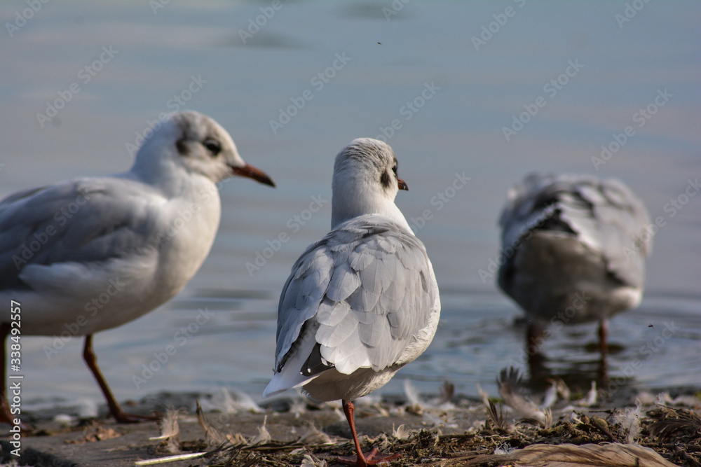 Obraz premium seagulls on the beach
