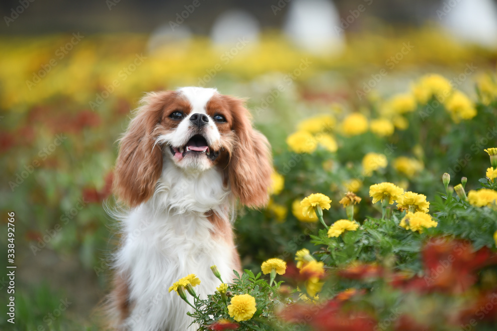 花畑とキャバリア 花畑とキャバリア