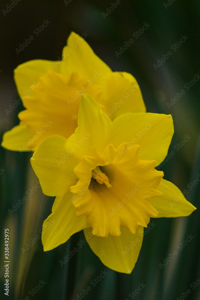 yellow daffodil flower yellow daffodil flower