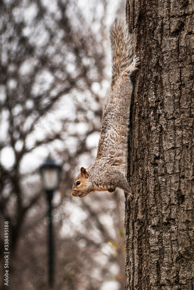 Squirrel going down a tree in park. The squirrel is stretched out and face down watching around it. Squirrel going down a tree in park. The squirrel is stretched out and face down watching around it.