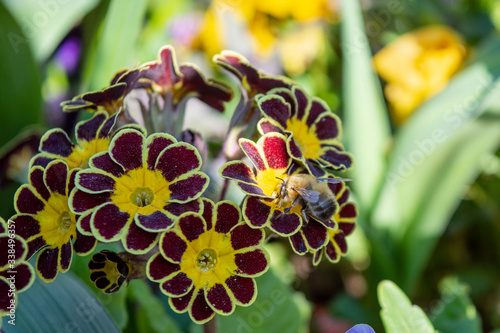 A male hairy footed flower bee Anthophora plumipes feeding from a variety of cultivated primula flower photo