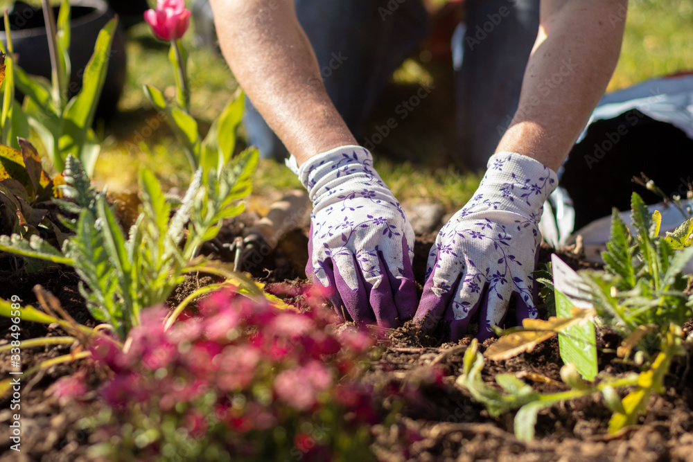 Fototapeta premium Gardener making a hole