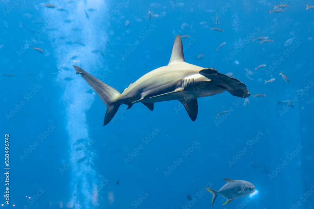 Hammerhead shark in the aquarium. The great hammerhead (Sphyrna mokarran) is the largest species of hammerhead shark, belonging to the family Sphyrnidae. Atlantis, Sanya, Hainan, China. - obrazy, fototapety, plakaty 
