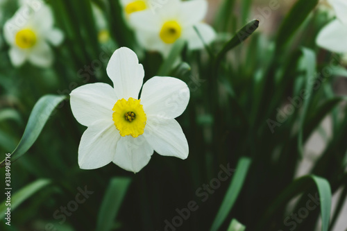 white spring narcissus flowers 