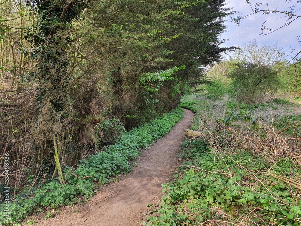 Fototapeta premium path in the woods