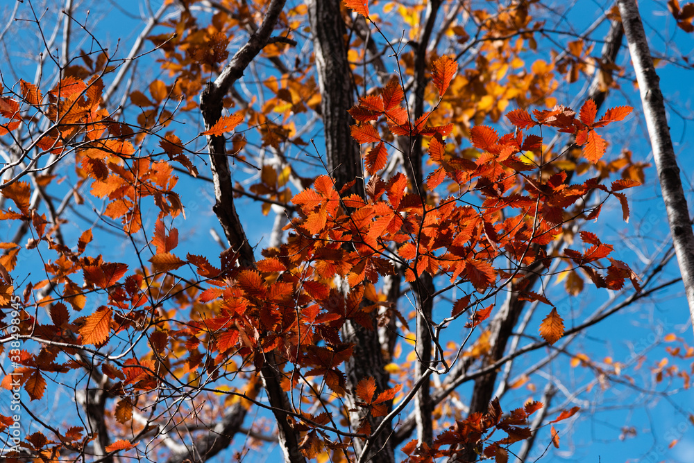 Red Leaves