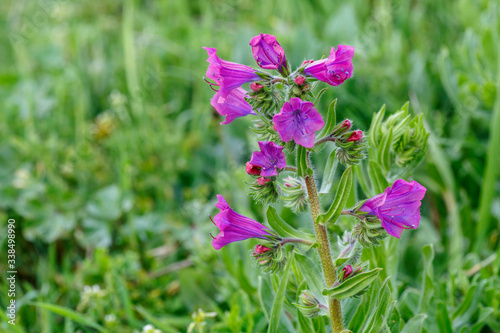 Echium vulgare. Planta con flores de Viborera, Lengua de buey.
 photo