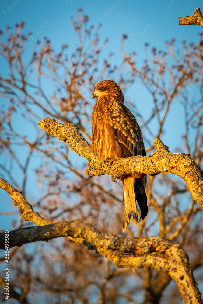Obraz premium The Black kite, Milvus migrans The bird is perched on the branch in beautiful artick winter environment Japan Hokkaido Wildlife scene from Asia nature. Blue sky in the background..