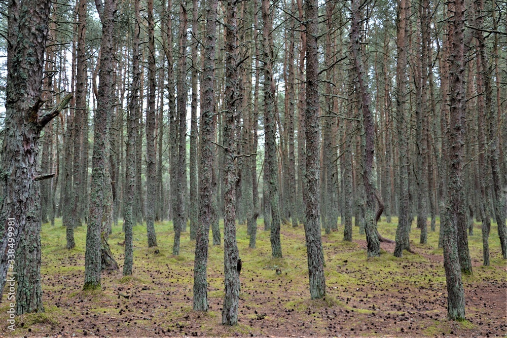 Baltic sea, Curonian spit, Dancing forest, Sand dunes Baltic sea, Curonian spit, Dancing forest, Sand dunes