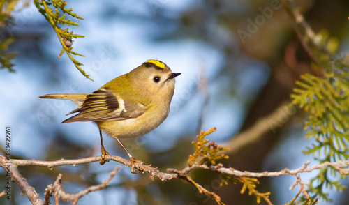 Goldcrest, regulus regulus, golden-crested kinglet. The smallest bird in Eurasia photo