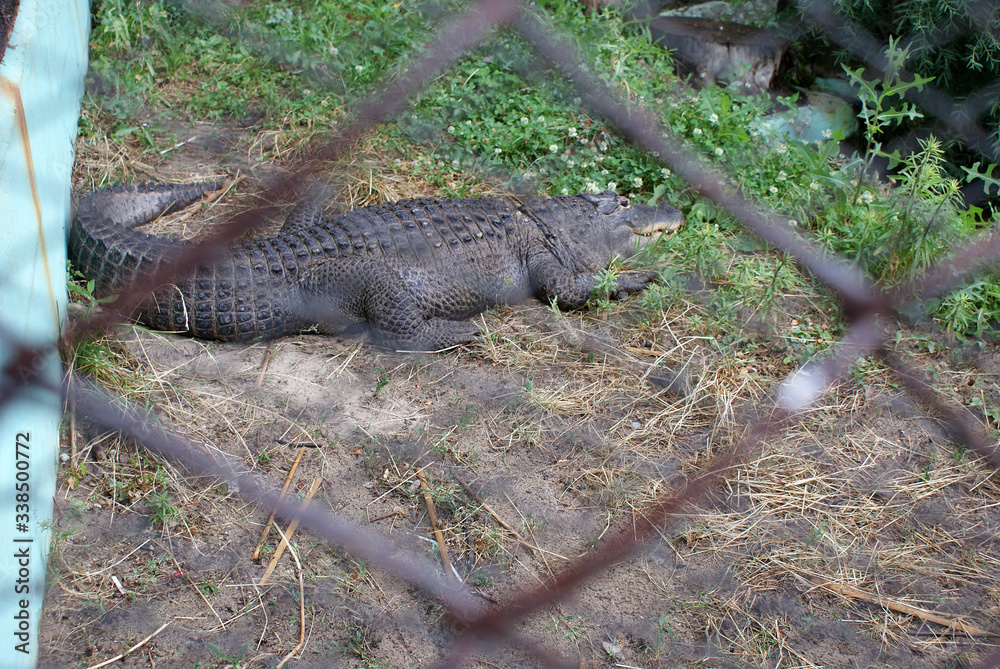 Crocodile in the zoo, a predatory animal. Crocodile in the zoo, a predatory animal.