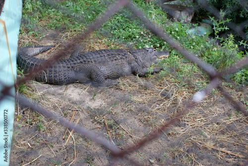 Crocodile in the zoo, a predatory animal.