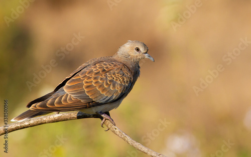 Wallpaper Mural Turtle dove, streptopelia turtur. The sun in the early morning beautifully illuminates a bird Torontodigital.ca