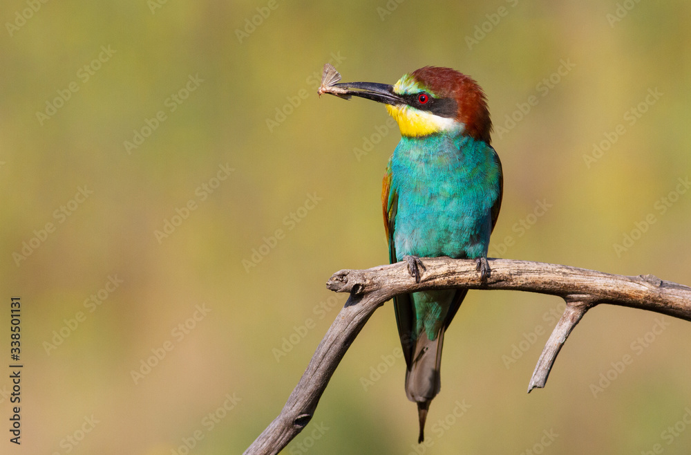 custom made wallpaper toronto digitalEuropean bee-eater, merops apiaster. An adult bird sits on a dry branch in the early morning