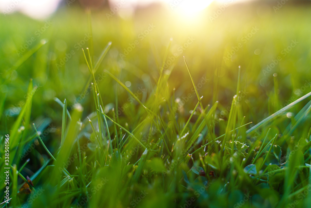 grass, green, eco,nature, field, summer, spring, meadow, lawn, sky, plant, fresh, garden, sun, abstract, bright, sunlight, environment, landscape, growth, natural, macro, texture, morning, water, flor