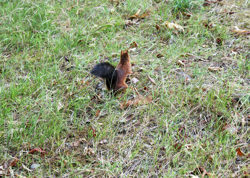 Red squirrel walks in the forest. Red squirrel walks in the forest.