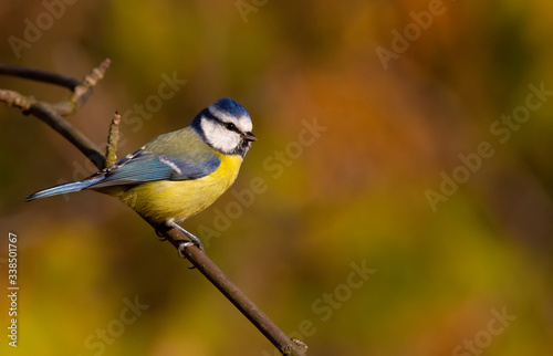 Blue tit, parus caeruleus. The bird sits on a branch in the forest, autumn