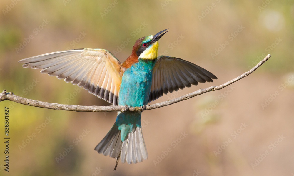 Сommon bee-eater, Merops apiaster. A very beautiful bird sits on a branch, spread its wings Сommon bee-eater, Merops apiaster. A very beautiful bird sits on a branch, spread its wings
