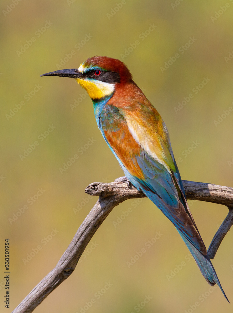 Obraz premium Сommon bee-eater, Merops apiaster. A beautiful multi-colored bird sits on a dry branch