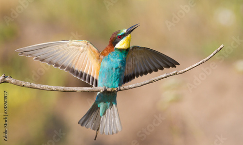 Сommon bee-eater, Merops apiaster. A very beautiful bird sits on a branch, spread its wings