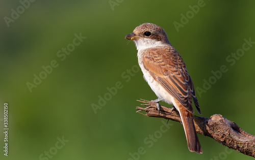 Red-backed shrike, Lanius collurio. A bird sits on an old broken branch. Beautiful green background, pleasant bokeh