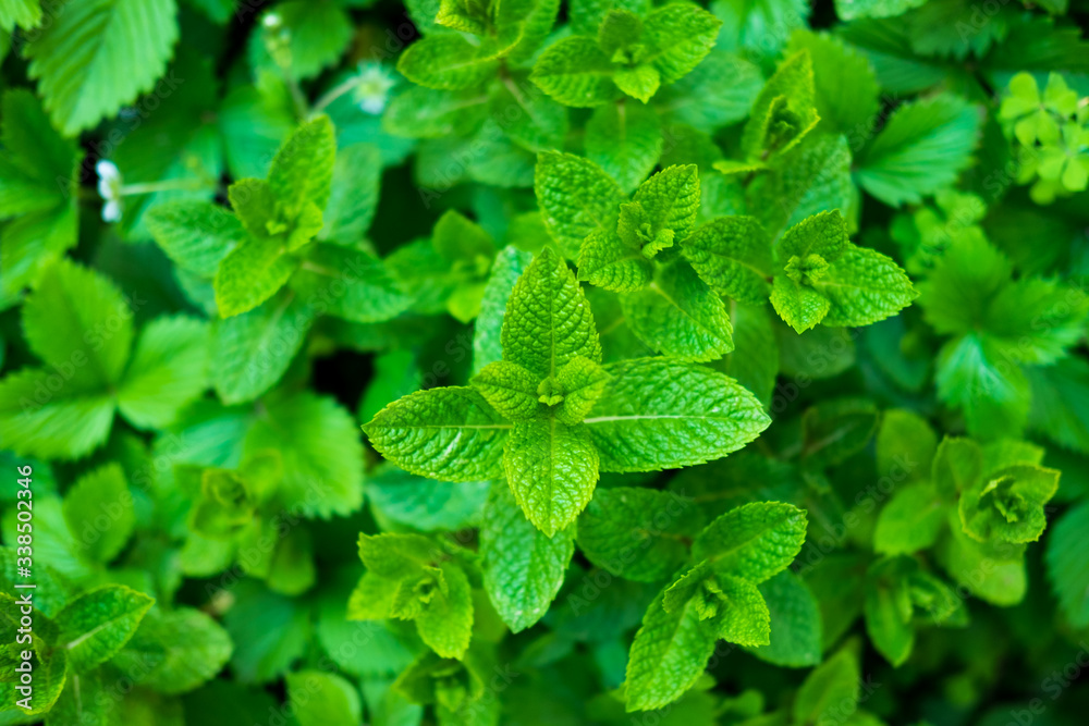 Bunch of fresh mint in a garden in springtime. Bunch of fresh mint in a garden in springtime.