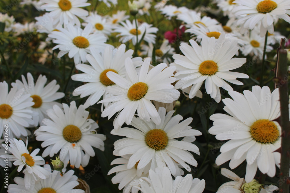 Fototapeta premium group of daisies outdoors