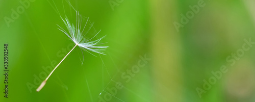 dandelion seed stuck in the web on a green background. Panorama format.