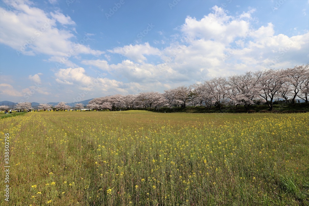 Fototapeta premium 藤原京 菜の花畑と桜並木