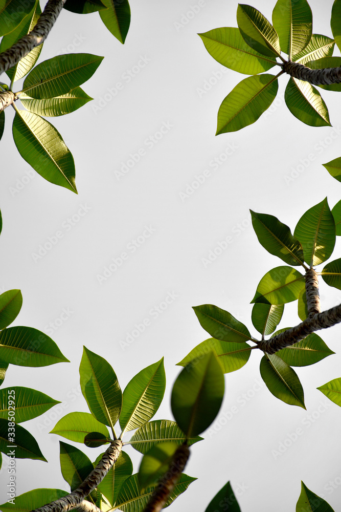 The leaves and branches of frangipani, plumeria, temple tree and graveyard Tree.