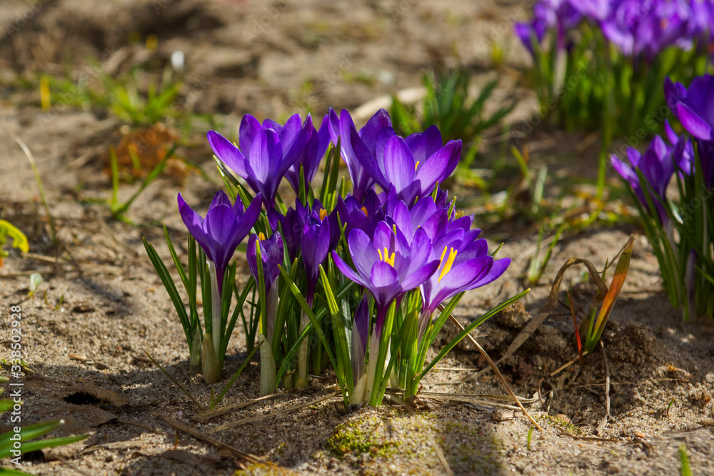 purple crocuses under the sun in a natural environment purple crocuses under the sun in a natural environment