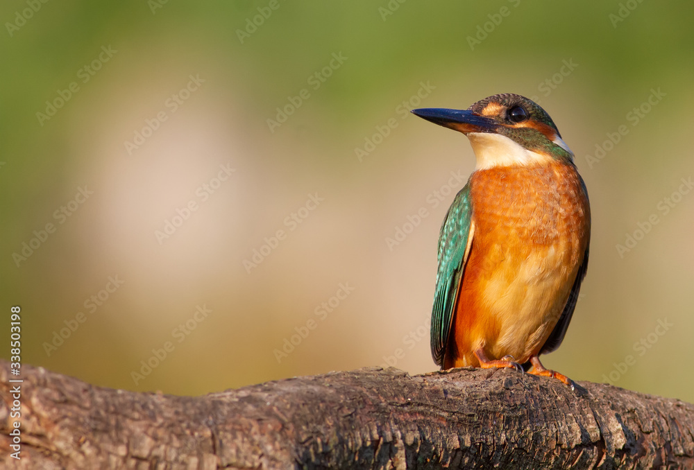 Kingfisher, Alcedo atthis. Ukraine, the dawn. A bird sits on a beautiful branch, pleasant morning light Kingfisher, Alcedo atthis. Ukraine, the dawn. A bird sits on a beautiful branch, pleasant morning light