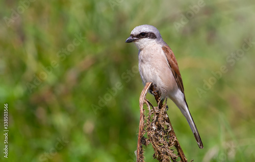 Red-backed shrike, Lanius collurio. An adult male sits on a branch in the early morning. He hunts.