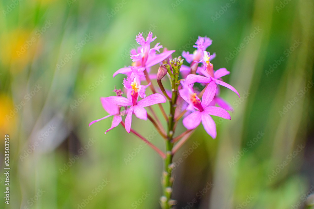 pink flowers in the garden pink flowers in the garden