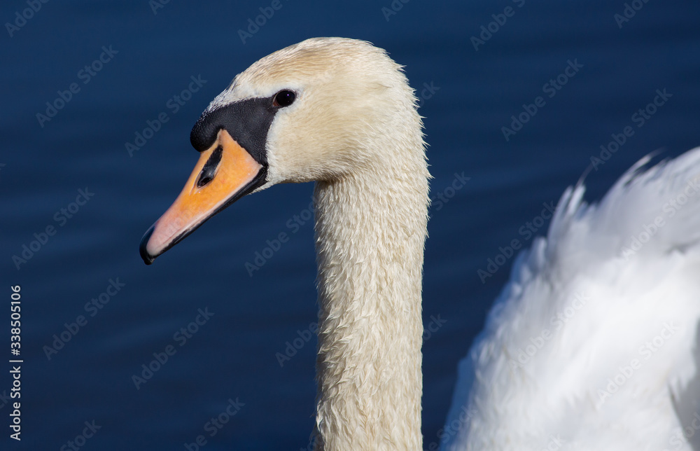 Mute swan, Cygnus olor. A bird is floating on the river. Sunny morning, blue water, elegant model Mute swan, Cygnus olor. A bird is floating on the river. Sunny morning, blue water, elegant model