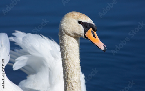 Mute swan, Cygnus olor. A bird is floating on the river. Sunny morning, blue water, elegant model.