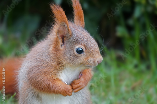 Eichhörnchen, Sciurus vulgaris, als Portrait