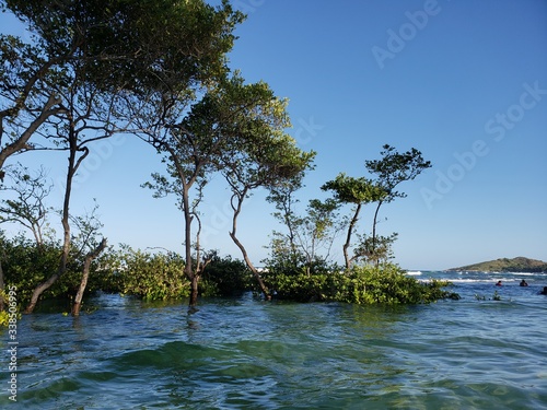 Fototapeta Naklejka Na Ścianę i Meble -  árvores, vegetação, água salgada, praia, mar, natureza, paraíso, maré alta, paraíso