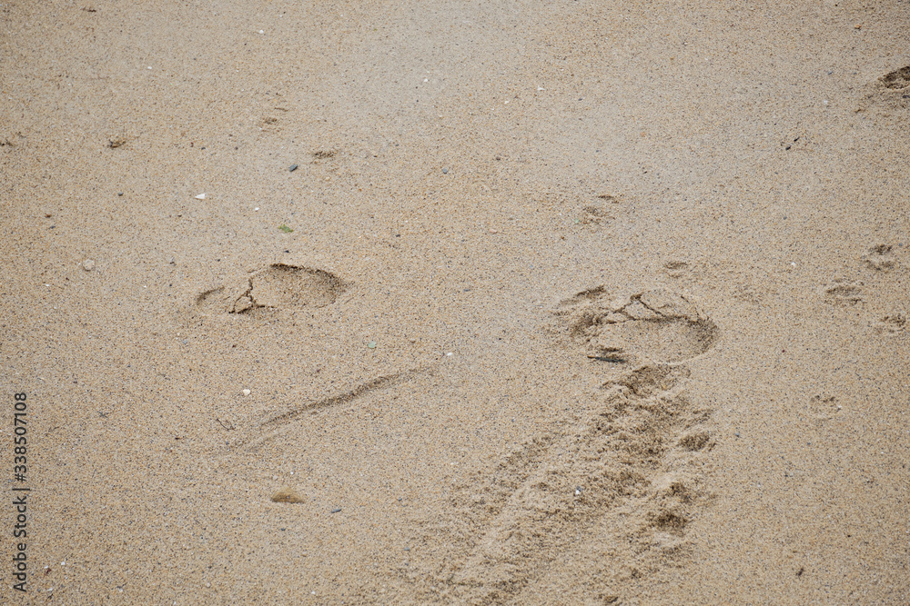 Traces de pas sur le sable . Traces de pas sur le sable .