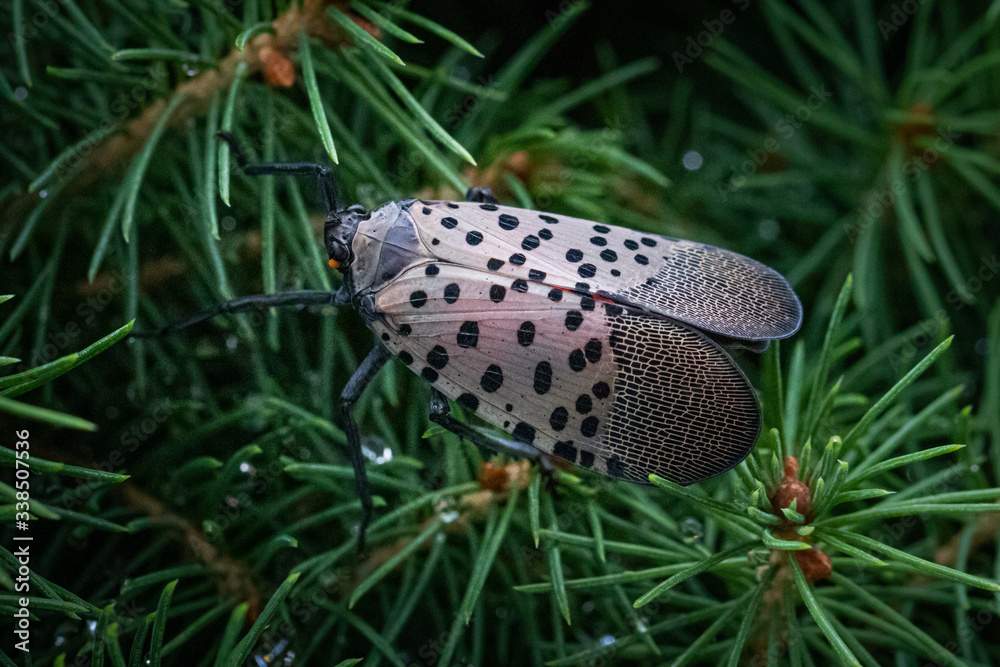 Obraz premium A spotted lanternfly in a natural surrounding