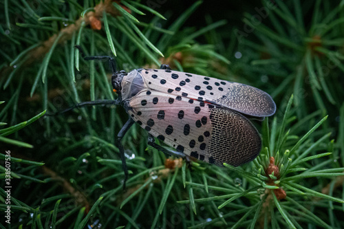A spotted lanternfly in a natural surrounding