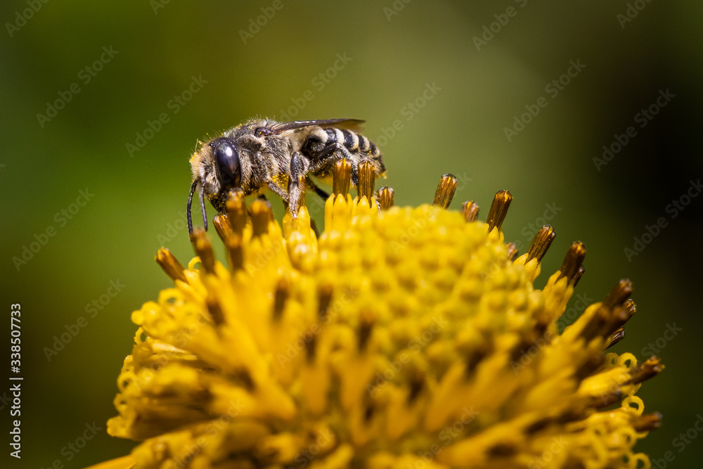 A honeybee feeds on a bright yellow flower A honeybee feeds on a bright yellow flower