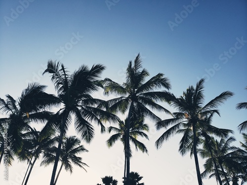 Fototapeta Naklejka Na Ścianę i Meble -  coqueiro, palmeira, praia, férias, natureza, 