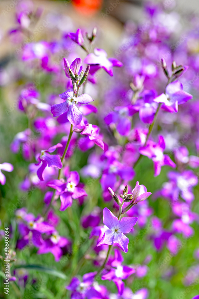 Fototapeta premium Night Scented Stock , Matthiola longipetala