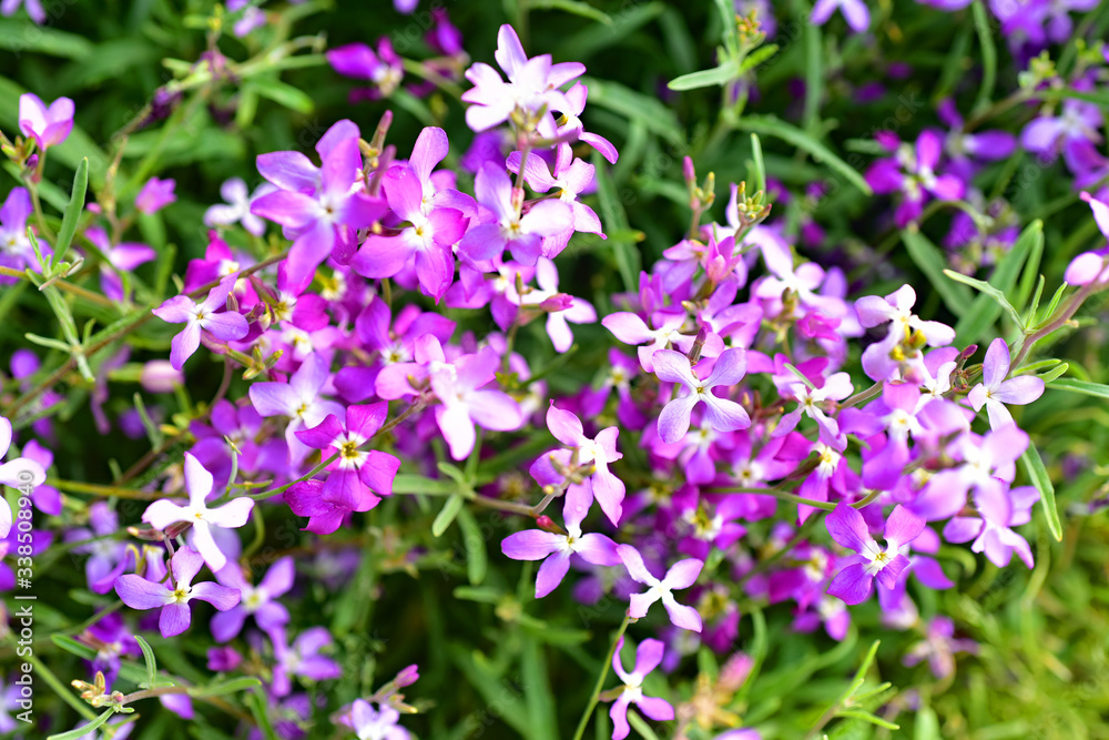 Night Scented Stock , Matthiola longipetala Night Scented Stock , Matthiola longipetala