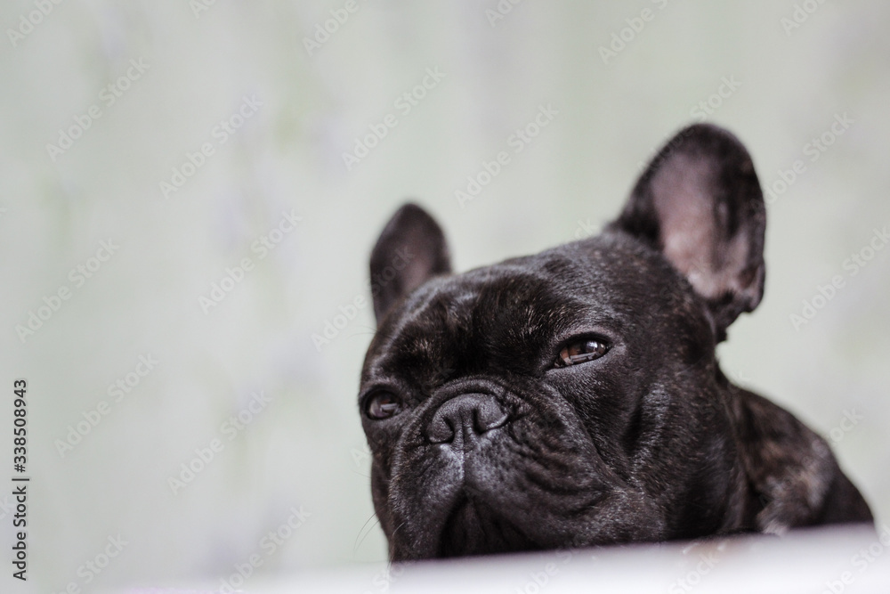 pensive french bulldog on a light background