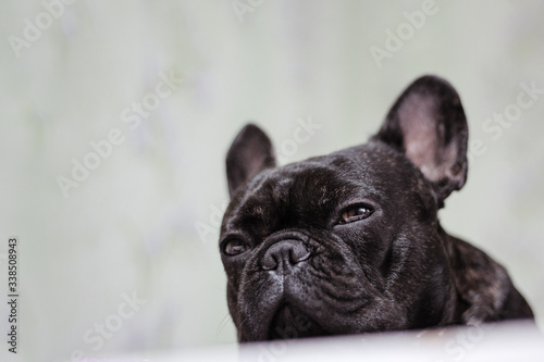 pensive french bulldog on a light background © Aliaksei Pliutsinski